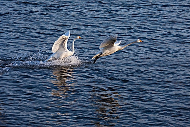 男生插女生视频软件：双人协同驾驶，实时数据共享竞速新体验-1