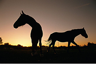 两人扑克剧烈运动：极速牌局，赛道上的心理攻防战-4
