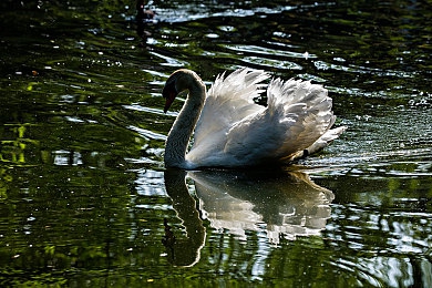 搞鸡鸡软件：极速工坊，从零件到传奇的街头造物主之旅-4