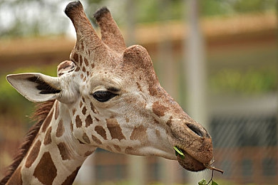 中国国产AV：东方竞速新标杆，风驰电掣引领国产赛车美学新境界-2