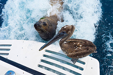 欧美BBxx：极限竞速地平线5最新调校攻略，让美式肌肉车兼顾直线与弯道性能-4