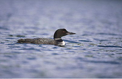 男人CC女人的软件：极速共鸣，双人共驾体验信任与协作的赛车之旅-3