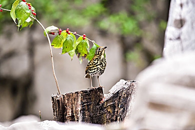 语文课代表趴下来：文墨飞车今日上线，汉字赛道竞速引爆文化游戏新潮流-5