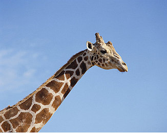 黄色软件免费下载网站大全20230.03：霓虹雪国，极速传说，地平线飞驰之旅-4