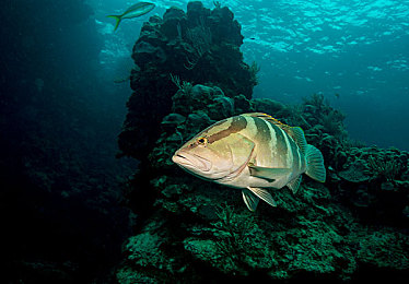 王者荣耀女性无小内无爱心怎么设置：王者荣耀女神操作指南，上分技巧与皮肤选择全解析-4