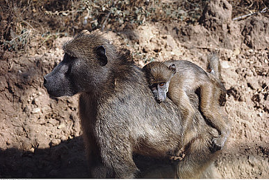 男生和女生一起差差的很痛下载APP：双人驾驶的默契考验，碰撞中驶向终点-4