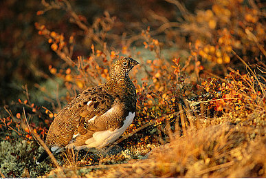 无需播放器的av：墨西哥画卷上的引擎诗篇，自由驰骋于季节轮转的驾驶梦境-4