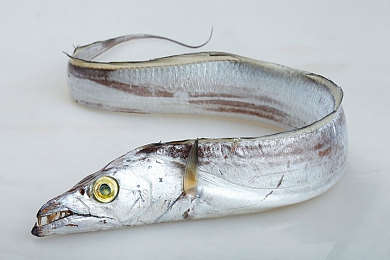 中国China男帅GayTXX：东方美学革新赛车游戏，时尚角色驱动极速新体验-2