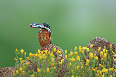 色多多导入：极速调色师,用色彩改装赛车性能的全新玩法-4