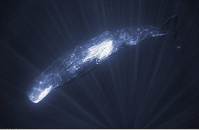 黄色软件下载3.0.3.：霓虹码头暗影竞速，黄金涂装传奇任务揭秘-4