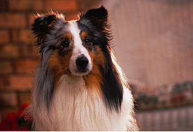 theav国产：东方极速，虚拟赛道上的中国引擎轰鸣-3