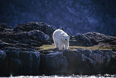 成人国产av影视：国产竞速新作发布，硬核驾驶与视听盛宴引爆玩家热情-5