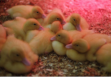 蜜桃an：粉黛安驰，墨西哥的甜梦巡航-5