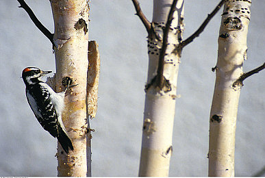 男人专属入口:极限竞速地平线,征服开放世界,体验极致驾驶激情-3