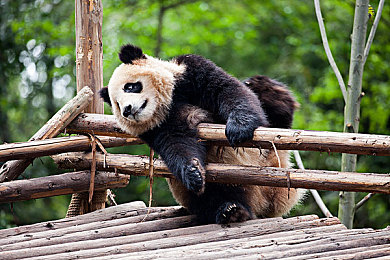 国精产品一区二区动态：极速飞驰于东方画卷，华夏引擎轰鸣新时代-2