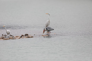 男生的机机捅进女生的应用：钢铁脉搏，代码疾驰，都市共生纪-5