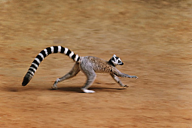 黄色软件应用入口：极限竞速地平线5隐藏彩蛋揭秘，特殊操作解锁稀有涂装与经典车辆-2