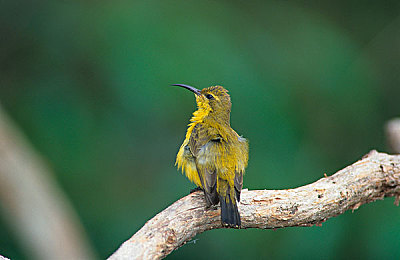 亚洲狼人综合在线：竞速与推理碰撞，全新融合玩法引爆亚洲多国玩家热议-3