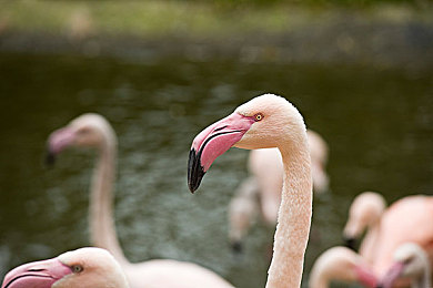 男生和女生一起差差差很痛轮滑鞋：双人竞速新体验，协作失误碰撞反馈引爆赛道激情-4