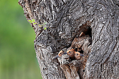 中国护士肉体裸交：战地天使的生死抉择，体验真实战场医疗救援使命-5