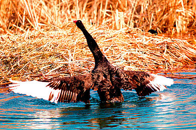十年沉淀只做经典:时光雕琢,赛道永存,驰骋于世界的艺术之旅-3