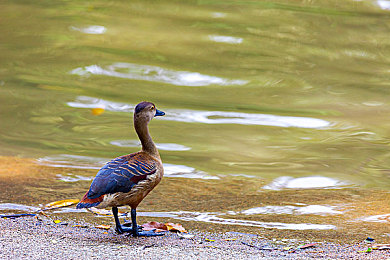 404黄色下载：极限追缉隐藏任务揭秘，寻获传奇黄金超跑攻略-2