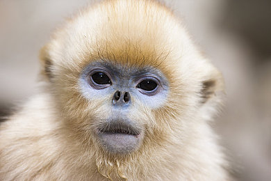 萌白酱不雅视频：像素谎言下的真实守护，星途危机公关逆转之战-4