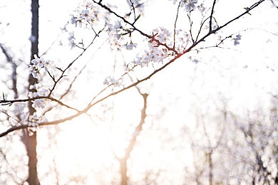 黄色软件下载,OPPO：移动竞速游戏迎来性能革命，高帧率设备重塑掌上飙车体验-3