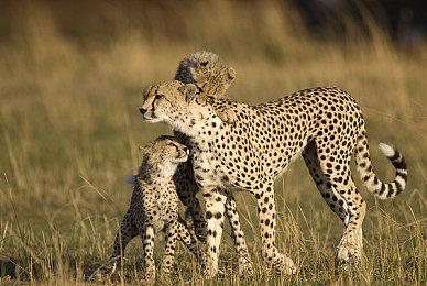 91麻豆传媒：跨界竞速新游上线，模拟经营融合赛车激情的商业帝国今日开启-5