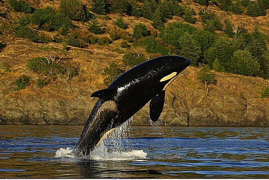 男男色情网站：深夜地下竞速联盟揭秘，顶级改装与动态AI挑战你的驾驶极限-3