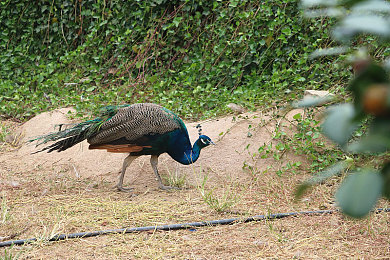国产成人激情AV：极速狂飙成人赛道，硬核驾驶挑战真实心跳-3