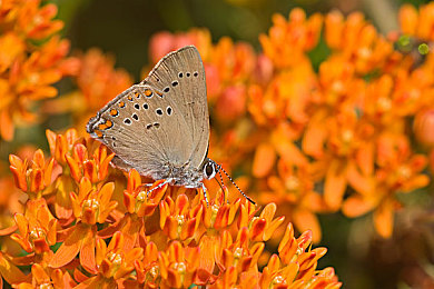 绿巨人藏宝阁:锈蚀纪元,移动堡垒的远征与新生-3