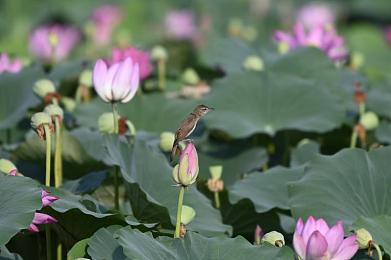 亚洲1区二区:东方极速,双境穿梭的赛道美学-2