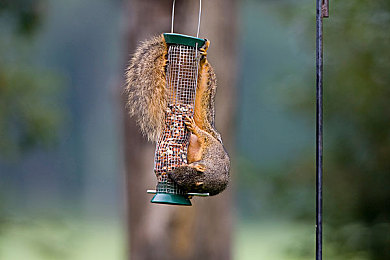 9色丨PORNY：赛博竞速新作发布，动态光色涂装驱动街头狂飙战术革新