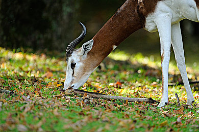 打扑克不盖被子全过程：极速牌局，赛道狂飙，策略与疾驰的全程博弈