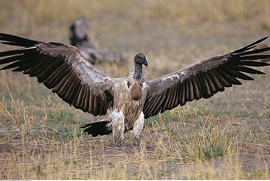 男女床上软件：虚拟车库中的默契双人竞速之旅-5