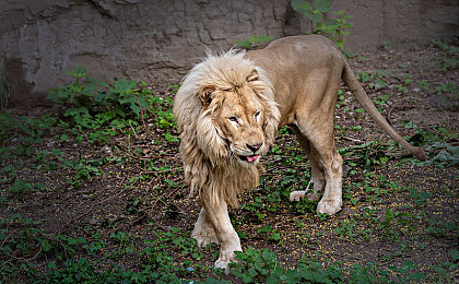 黄色软件303安装+oppo：极速改装，未来都市赛道上的霓虹飞驰体验-2