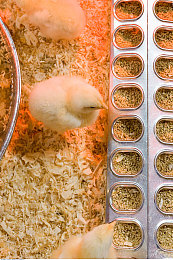 五月天婷婷丁香花：竞速新作极速花语上线，紫色花海赛道引爆驾驶艺术热潮-3