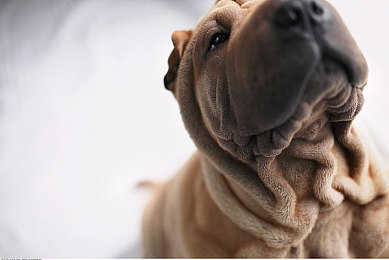 亚洲区一区二区三区：霓虹山道雨林沙海，征服亚洲速度图腾的终极驾驶艺术-4