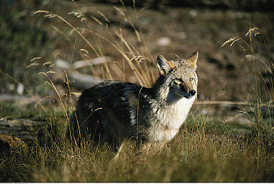 色黄app下载3.03:极速狂飙新版上线,视觉与物理双革新带来沉浸驾驶体验-3