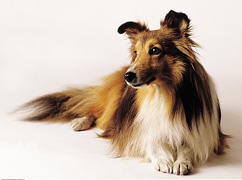 极端 针 拳头 极端 疼痛：疾速碰撞，钢铁意志的毁灭交响诗