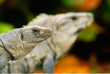 黄色软件3.3.：霓虹夜幕下的极速传说，改装与逃亡的都市交响曲-2