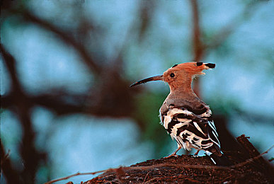 麻豆AV传媒:虚拟偶像竞速新作上线,双线养成引爆赛博都市-4