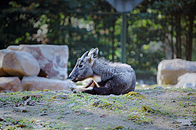 很疼软件：《极限痛感：赛道伤痕》正式发售，开创拟真赛车疼痛反馈新纪元-3