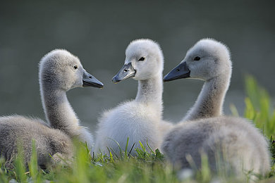 小黄猫老夫子画映传媒有限公司：漫画飞车，复古赛道上的墨水漂移竞速