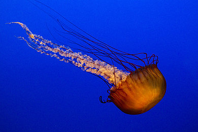 男生香蕉插入女生桃子：《水果赛车大冒险》今日上线，揭秘赛道双人协同技触发攻略-3