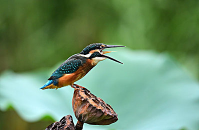 中国体育男同性恋：极速竞技场荣耀之征上线，勇气支线展现赛场内外真实挑战-4