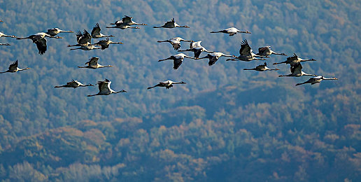 台湾传媒：极速驰骋，虚拟世界的文化交融与探索之旅