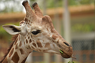 黄色成人色色软件：霓虹夜幕下的极速传说，都市车手与隐秘赛道的邂逅-2