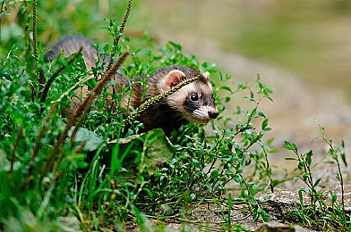 污黄应用：硬核越野新作极限尘埃发售，征服真实沙海挑战你的驾驶技术-3